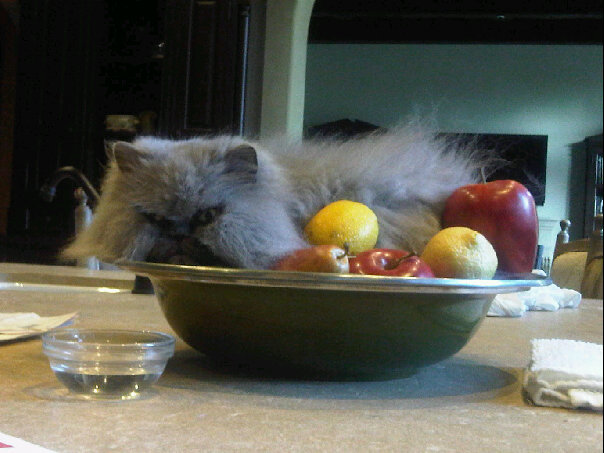 Cat in Fruit Bowl - A day in the life of Sebastian (photo by Nick Collins)
